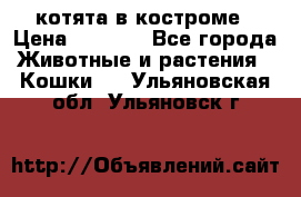 котята в костроме › Цена ­ 2 000 - Все города Животные и растения » Кошки   . Ульяновская обл.,Ульяновск г.